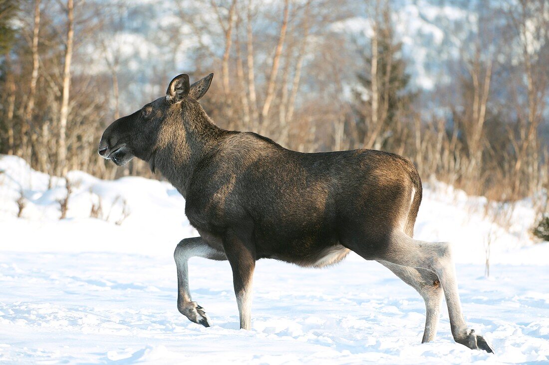 Moose in the snow