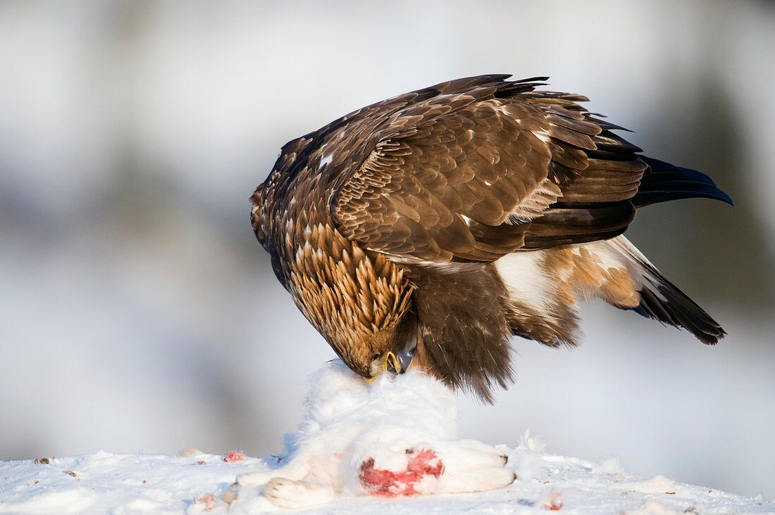 Golden eagle with its prey