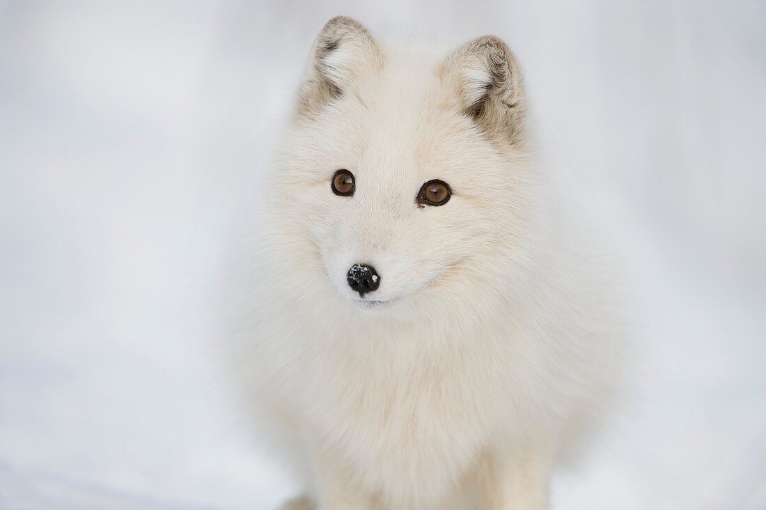 Arctic fox in the snow