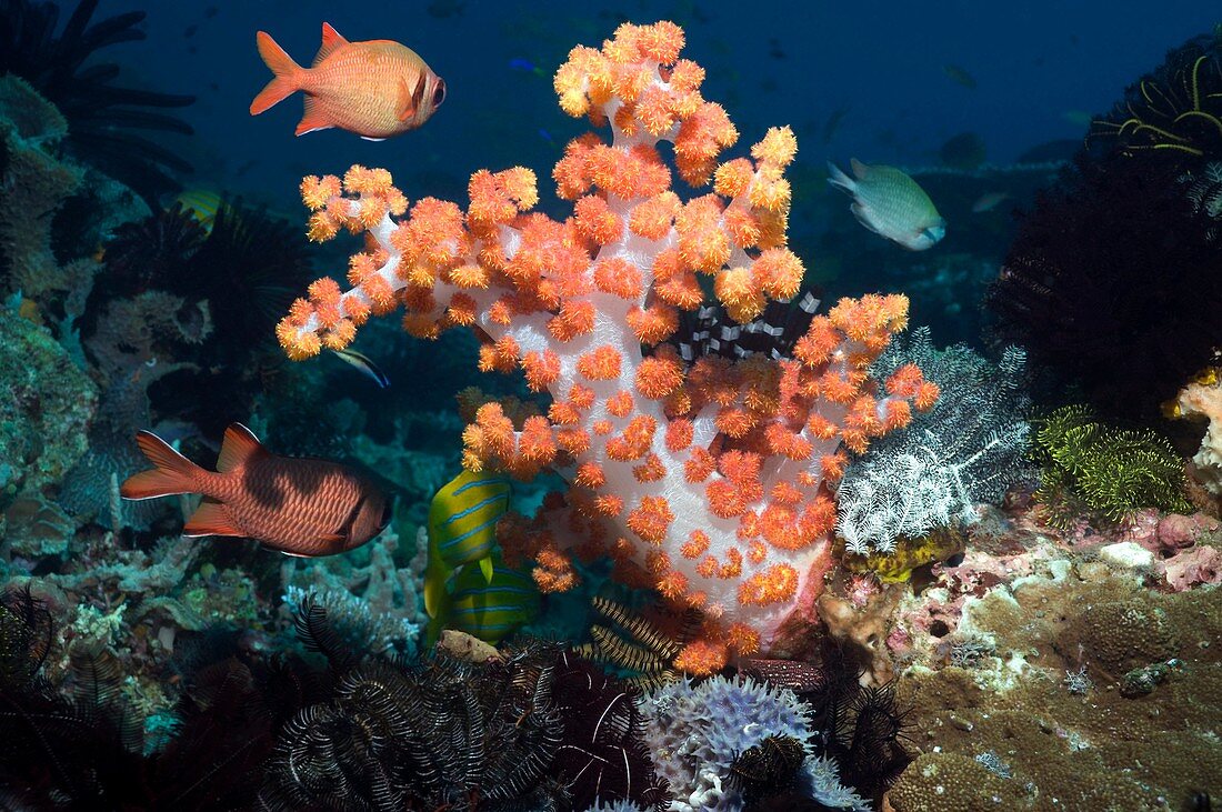 Soft corals