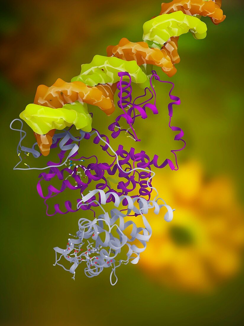 PPAR regulatory molecule