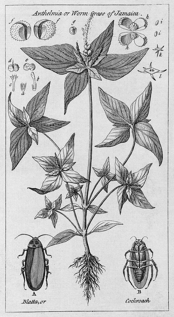 Engraving of Jamaican plant and cockroach
