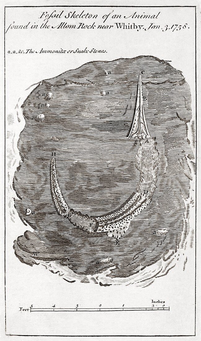 Engraving of fossil crocodile