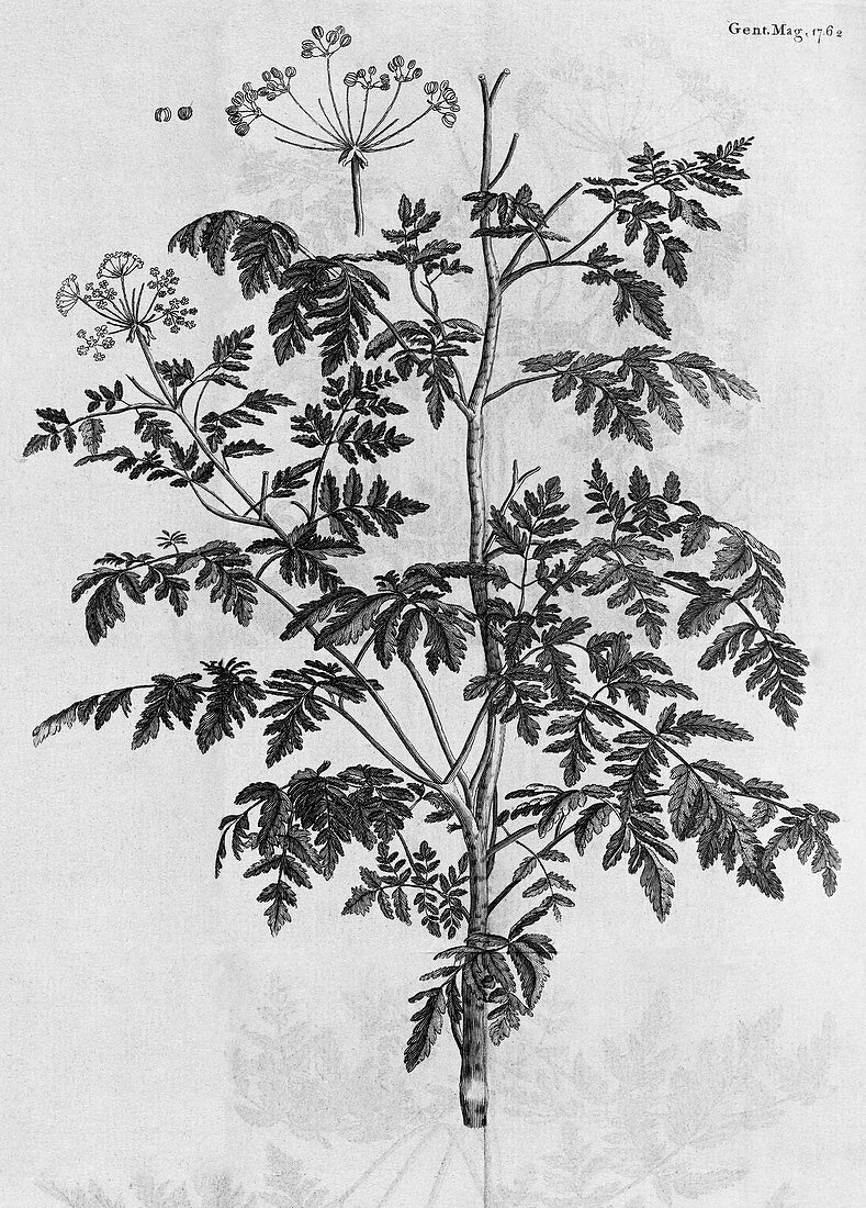 Engraving of hemlock plant