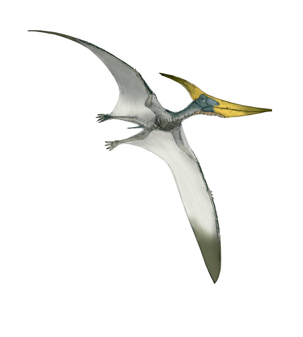 Pteranodon flying,artwork