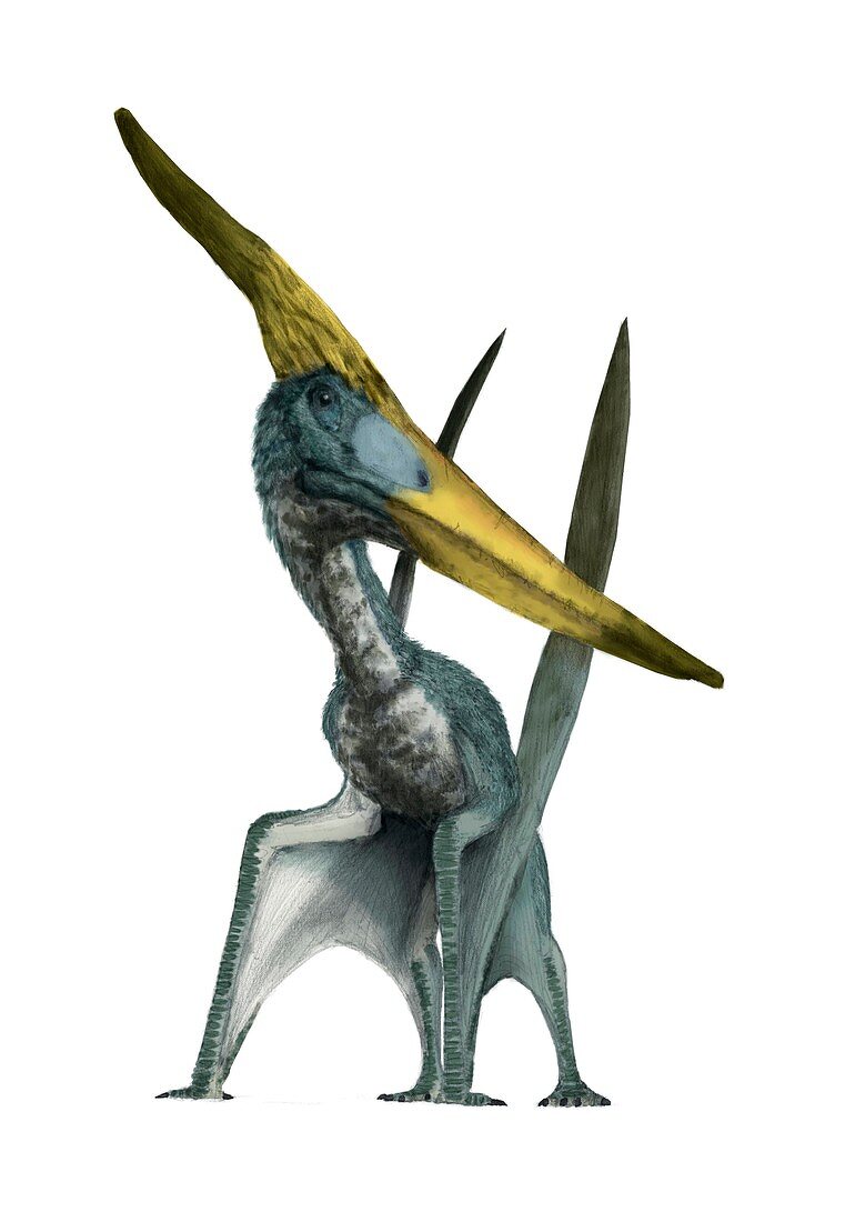 Pteranodon longiceps,artwork