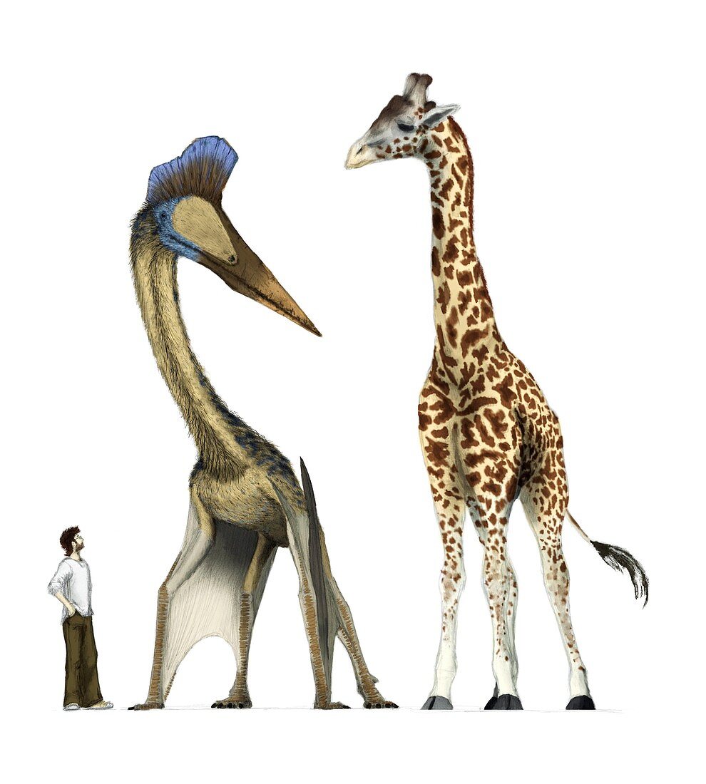 Pterosaur with human and giraffe,artwork