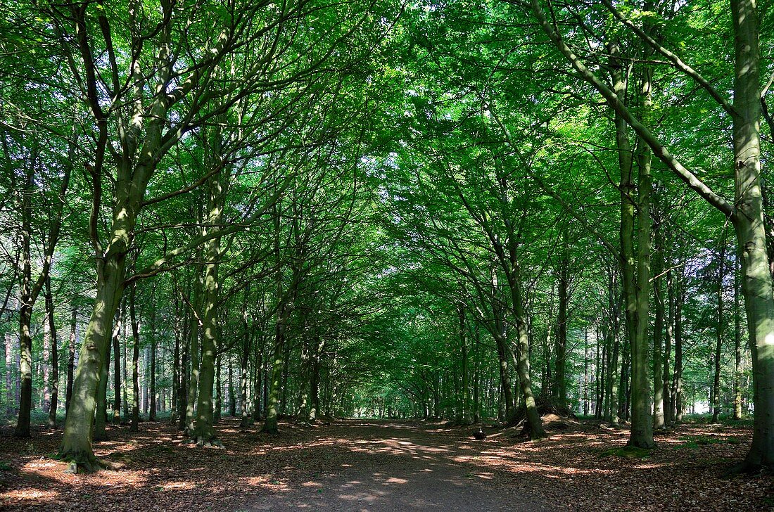 Avenue of woodland trees
