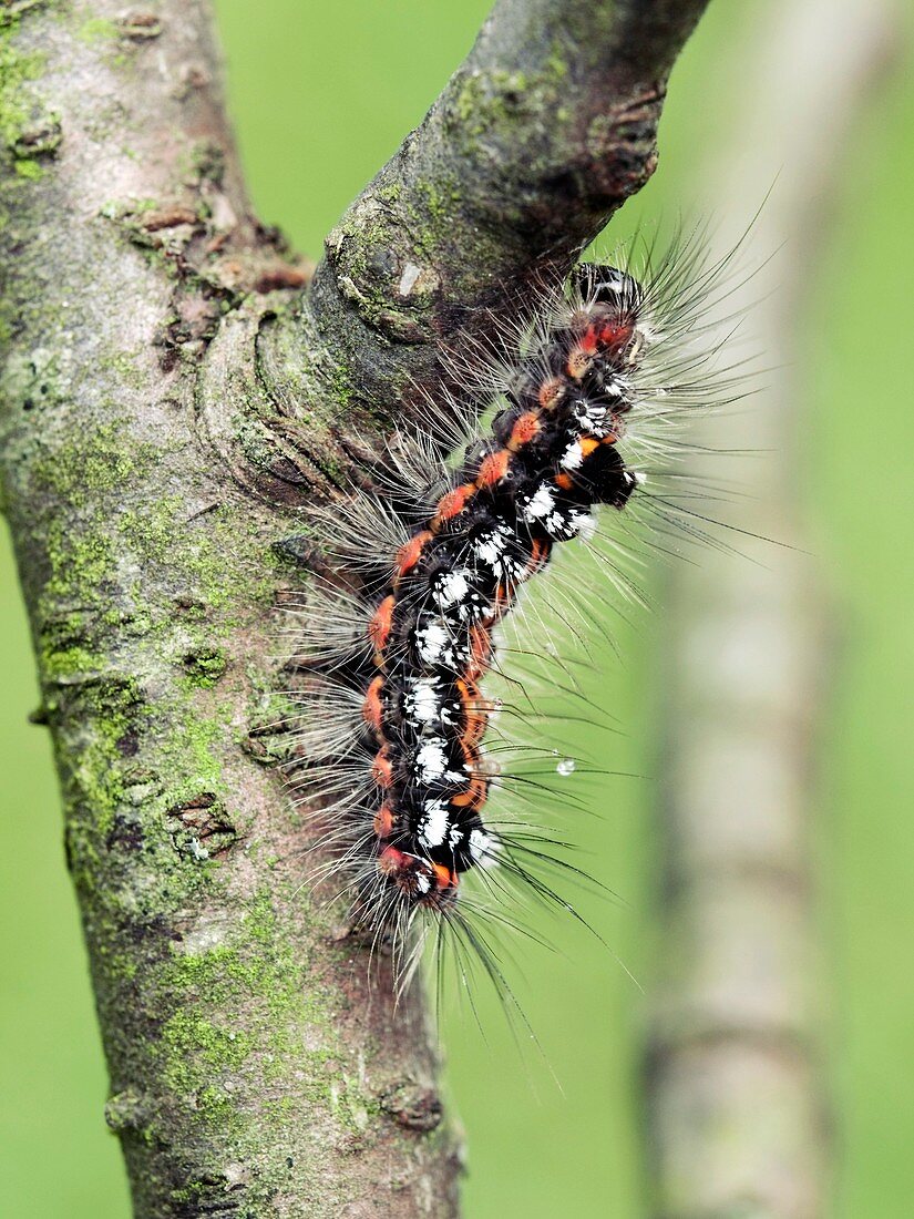 Yellow-tail moth larva