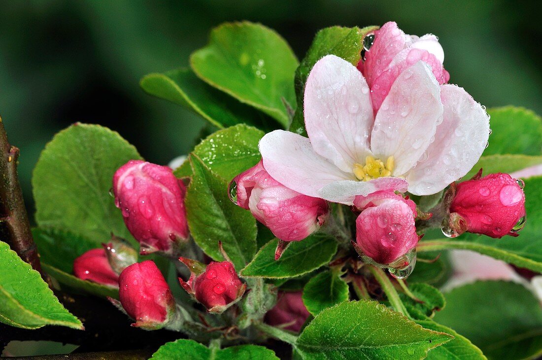 Apple (Malus domestica) blossom