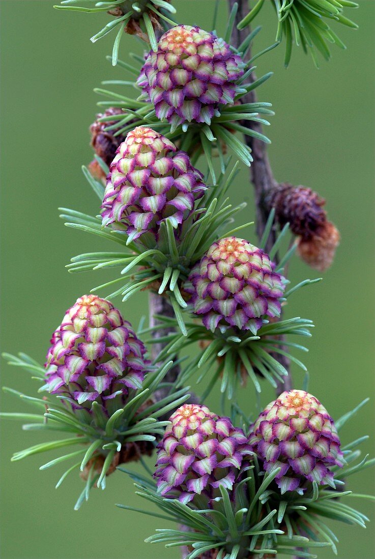 European larch cones