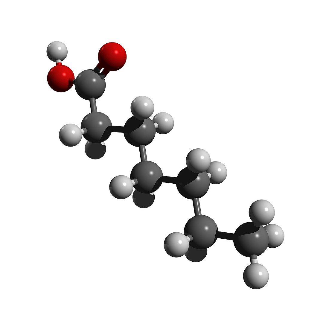Heptanoic acid molecule
