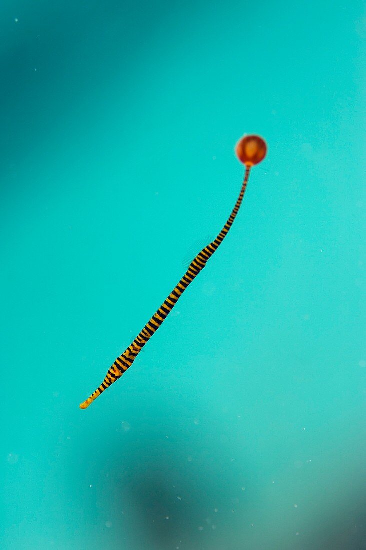 Flagtail pipefish