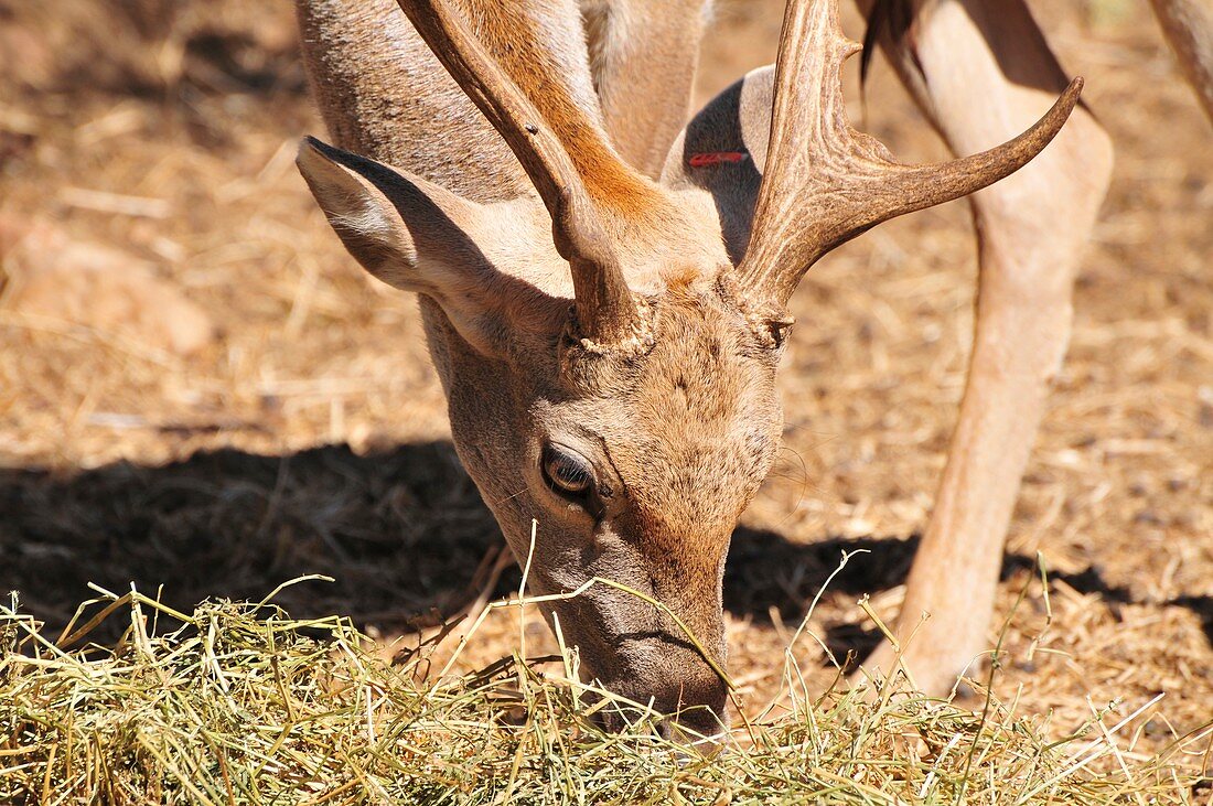 Persian Fallow Deer