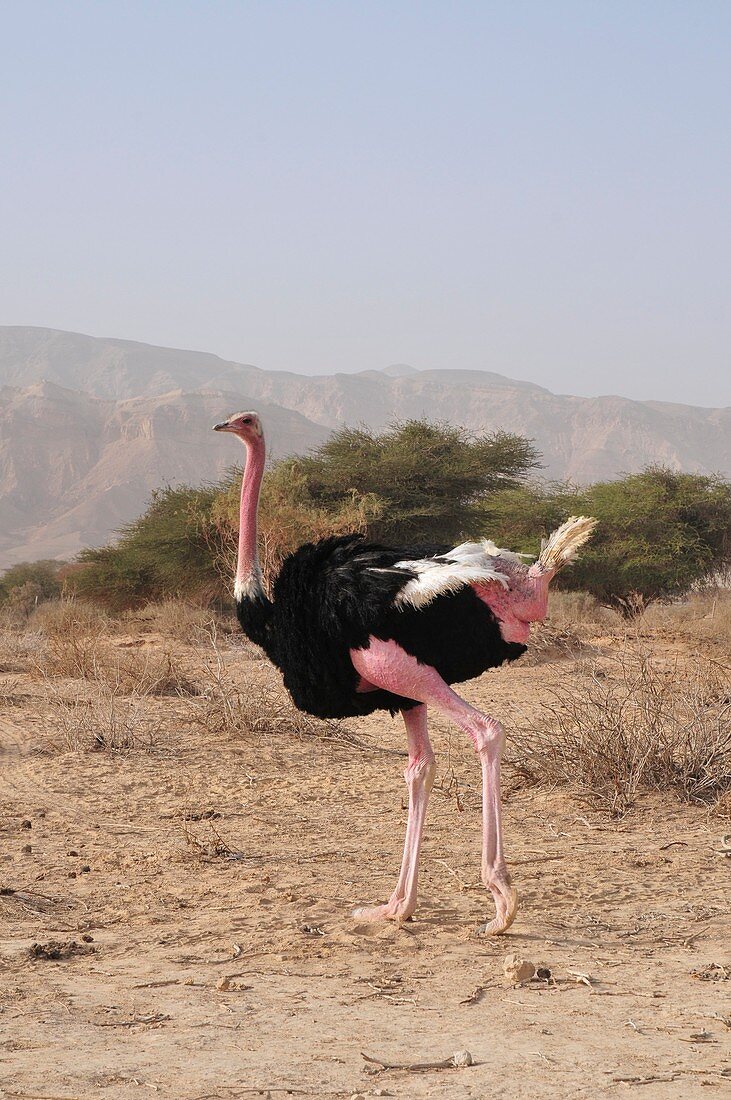 Ostrich in a Nature Reserve