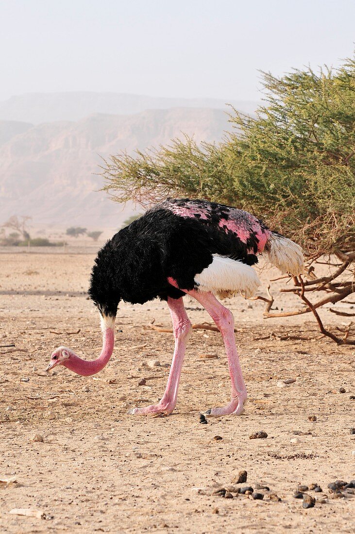 Ostrich on a Nature Reserve,Israel