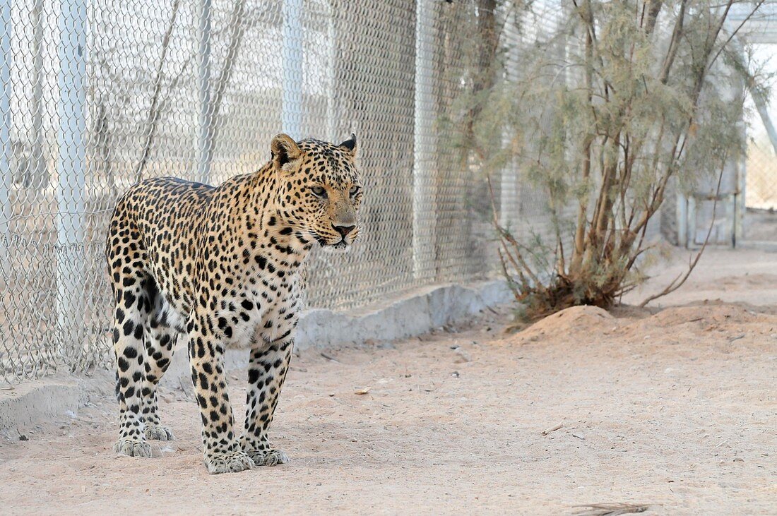 Arabian leopard,Israel