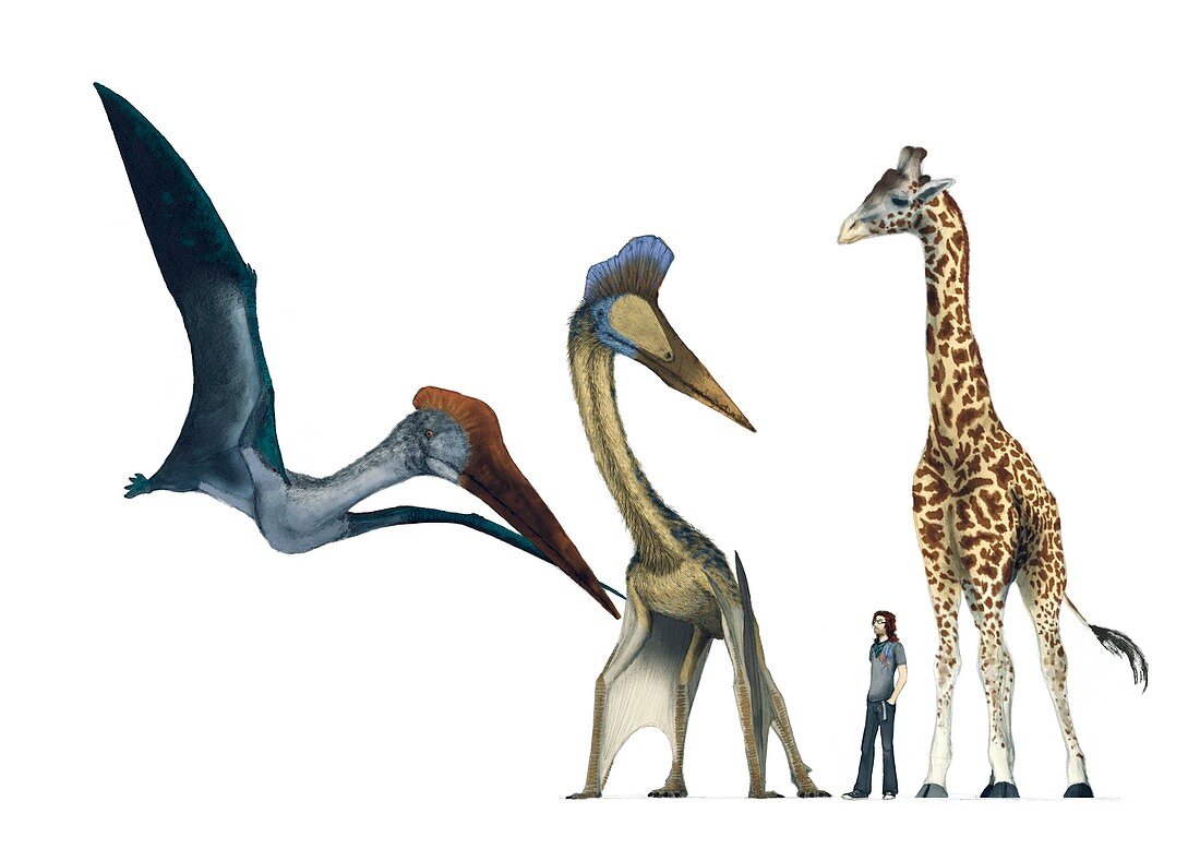 Pterosaur size comparison,artwork