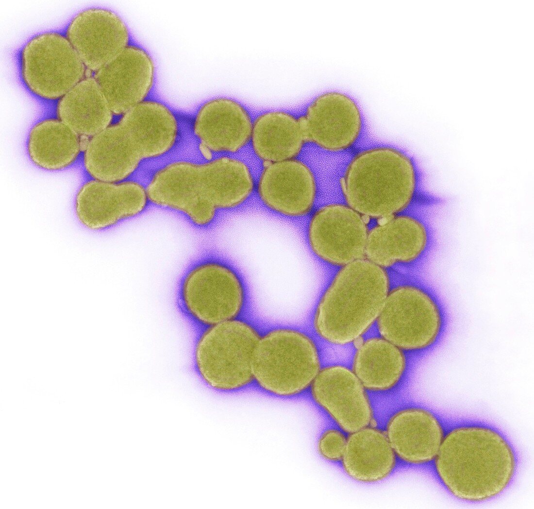 Synthetic Mycoplasma bacteria,TEM