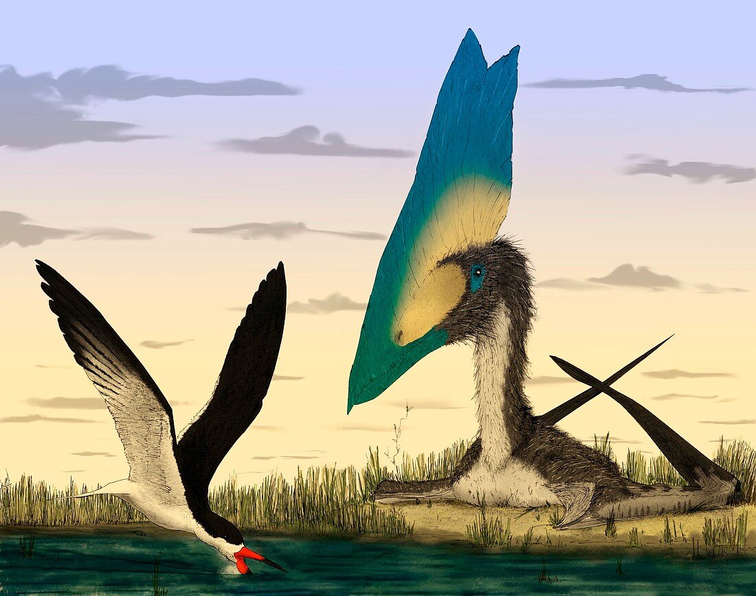 Pterosaur and skimmer bird,artwork