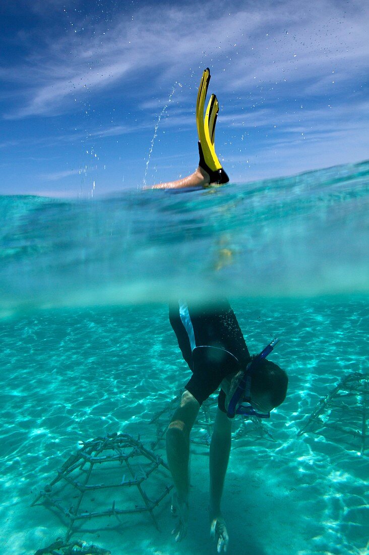 Coral reef regeneration project,Maldives