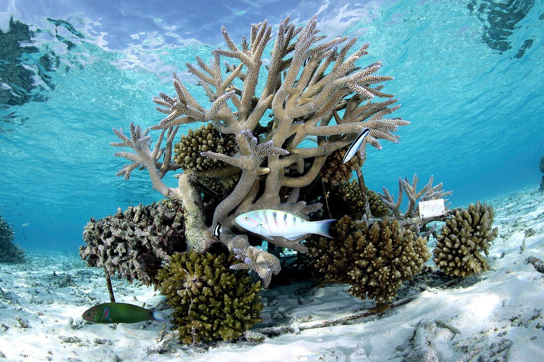 Coral reef regeneration project,Maldives