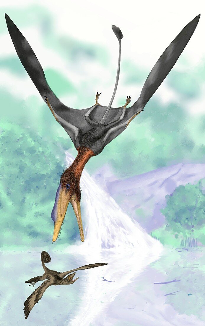 Pterosaur hunting a dinosaur,artwork