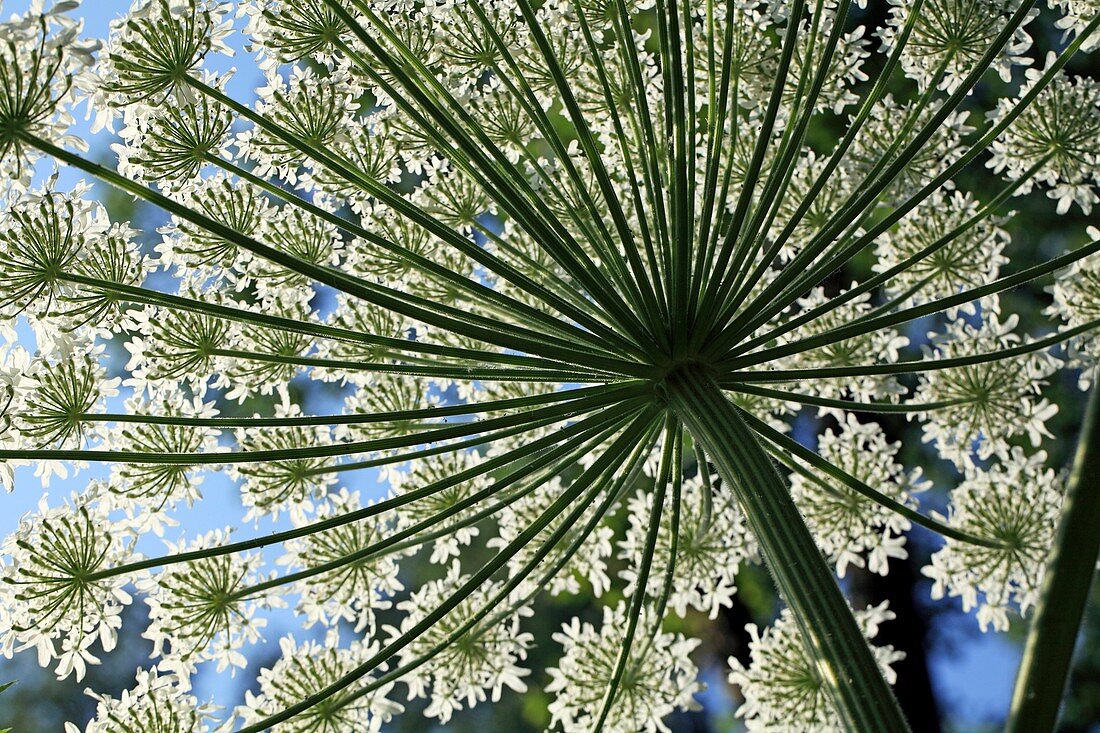 Giant hogweed (Heracleum mantegazzianum)