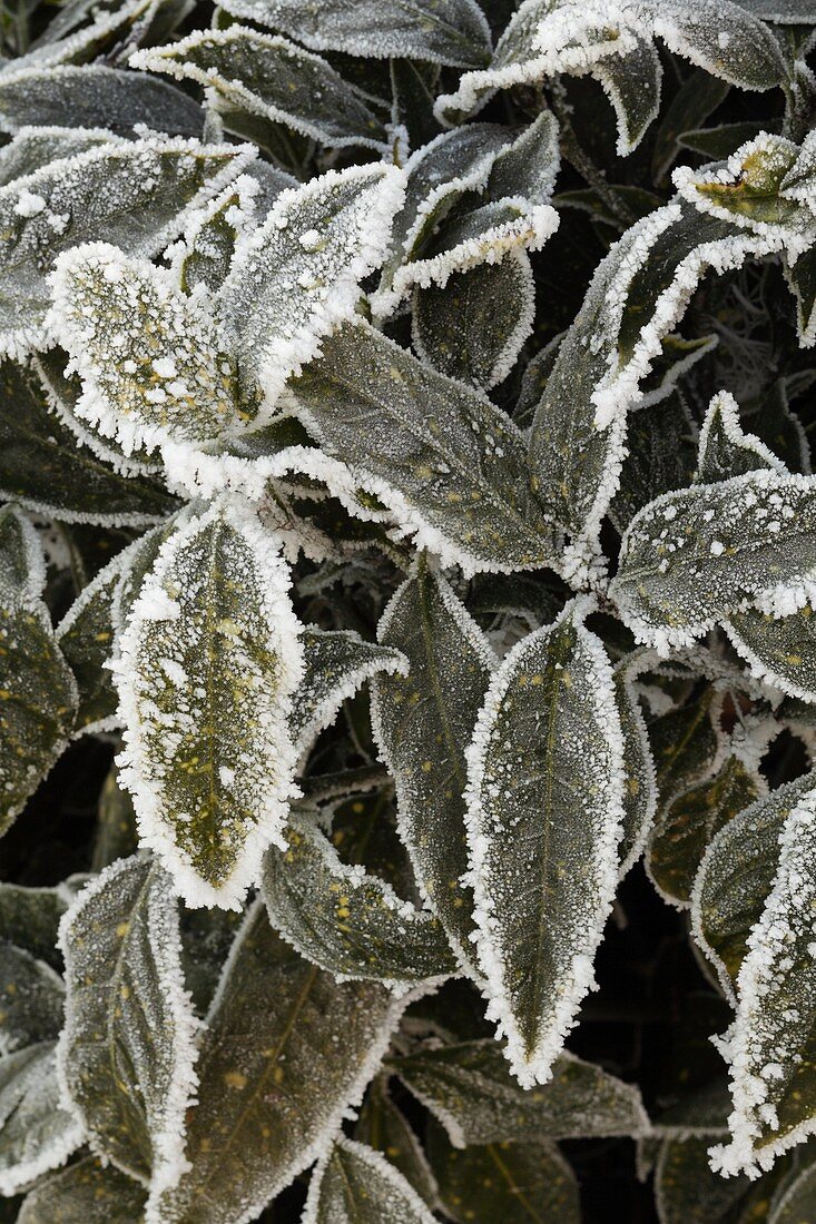 Frost/snow on variegated Aucuba