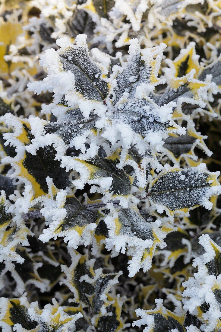 Frost on Holly