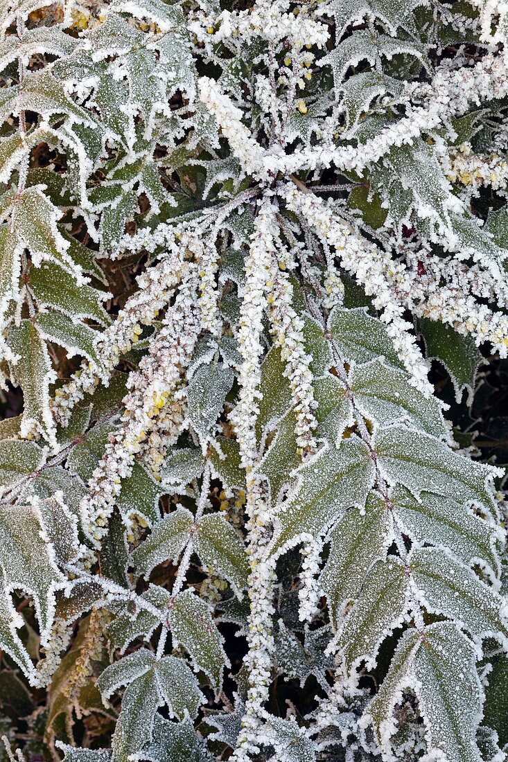Frost on Mahonia