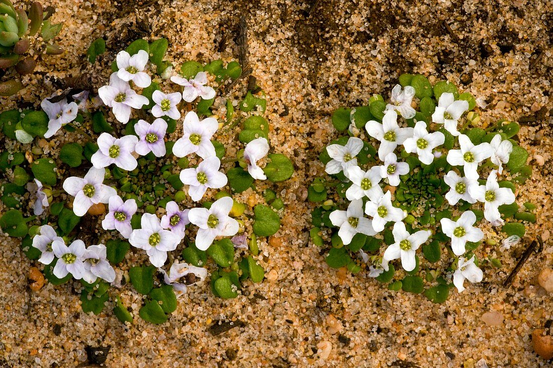 Diamond flower (Lonopsidium acaule)