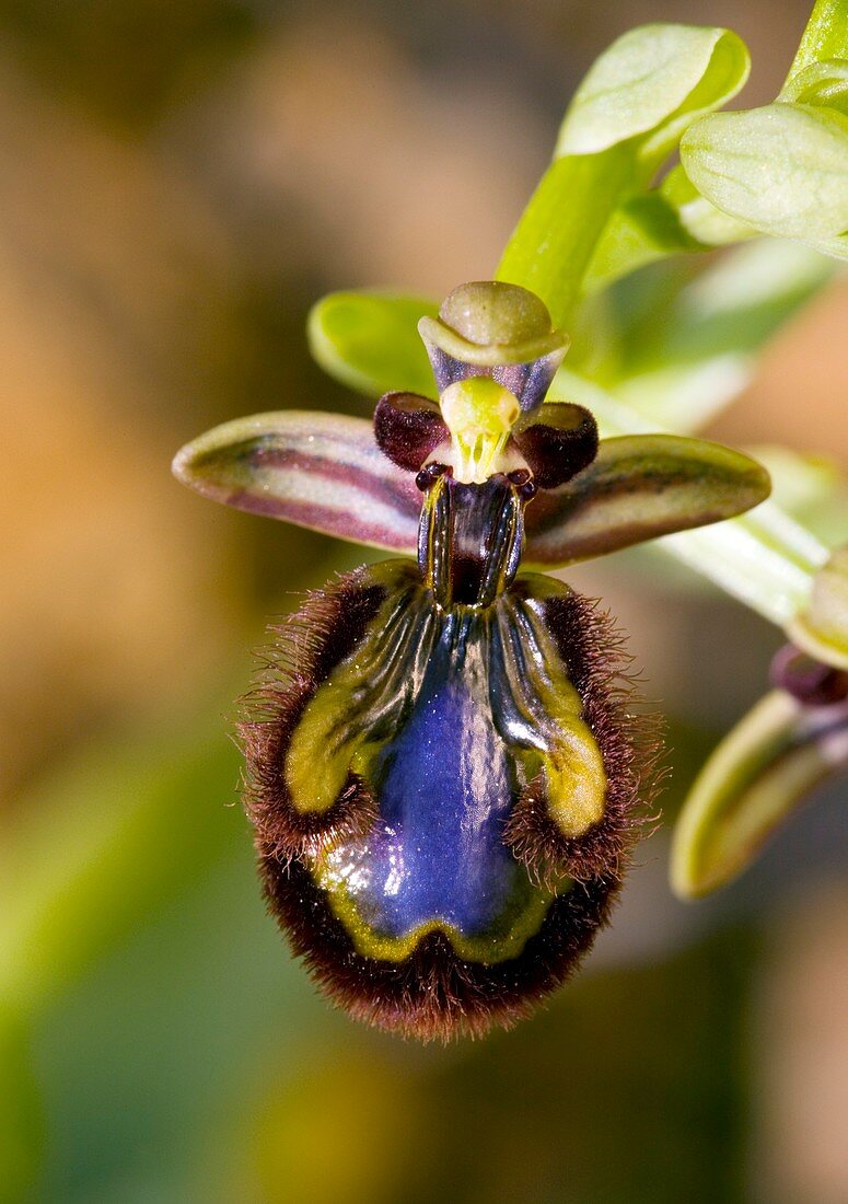 Mirror Orchid (Ophrys speculum)