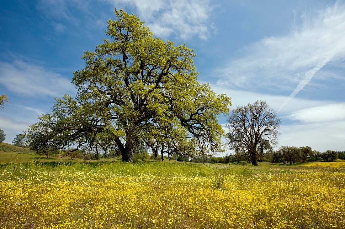 Shell Creek,California