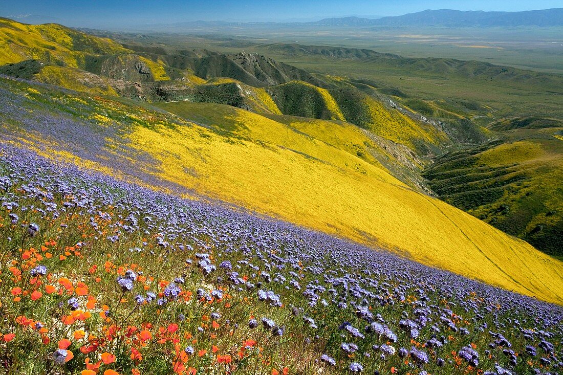 Wildflowers,California