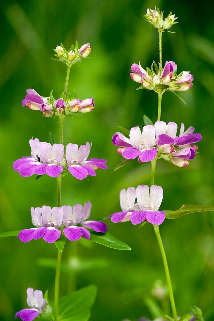 Chinese Houses (Collinsia heterophylla)