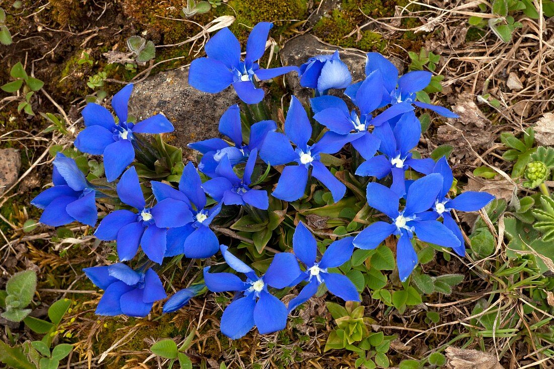 Angled Gentian (Gentiana angulosa)