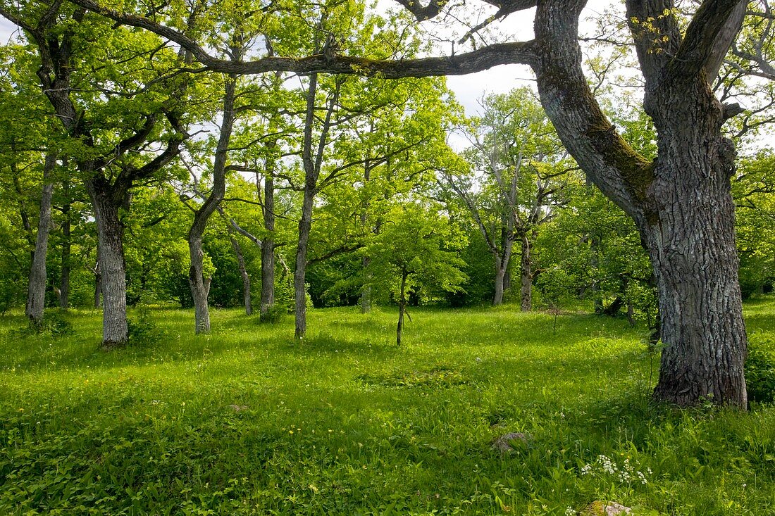 Ancient wood pasture,Estonia