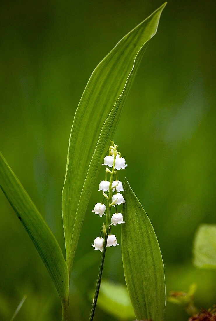 Convallaria majalis (Lily of the Valley)