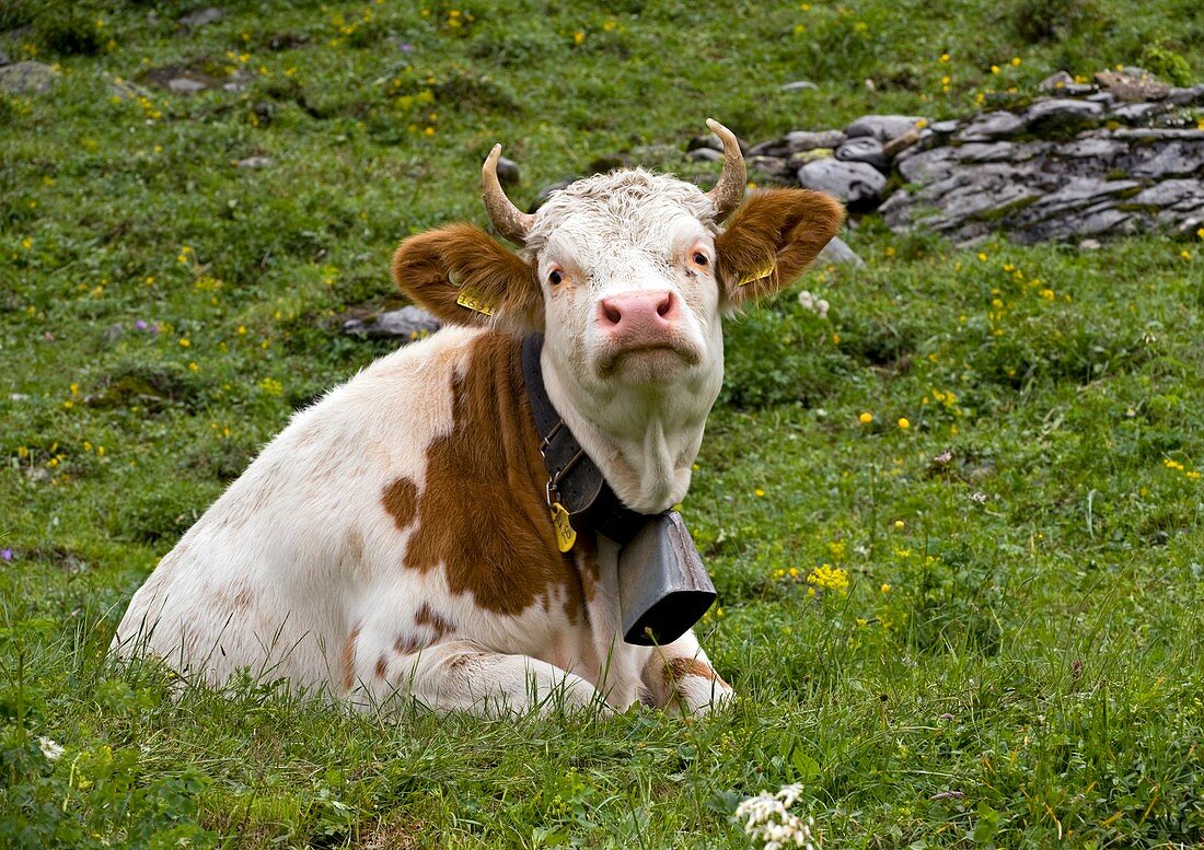 Cattle,Switzerland
