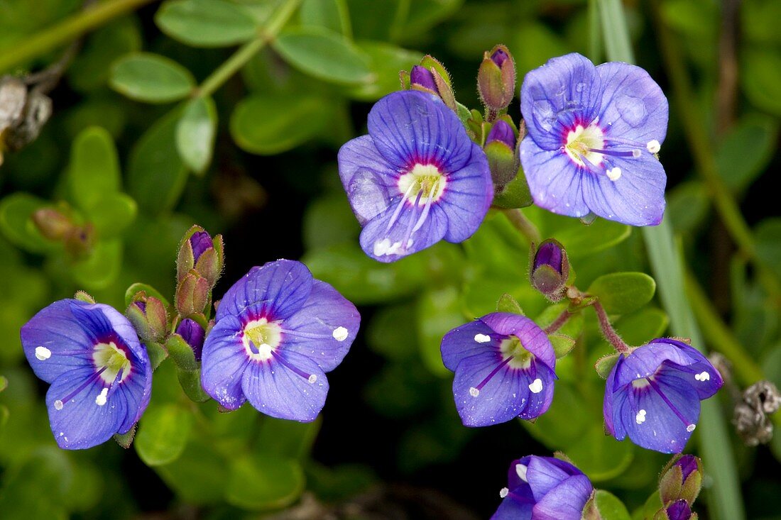 Rock Speedwell (Veronica fruticans)