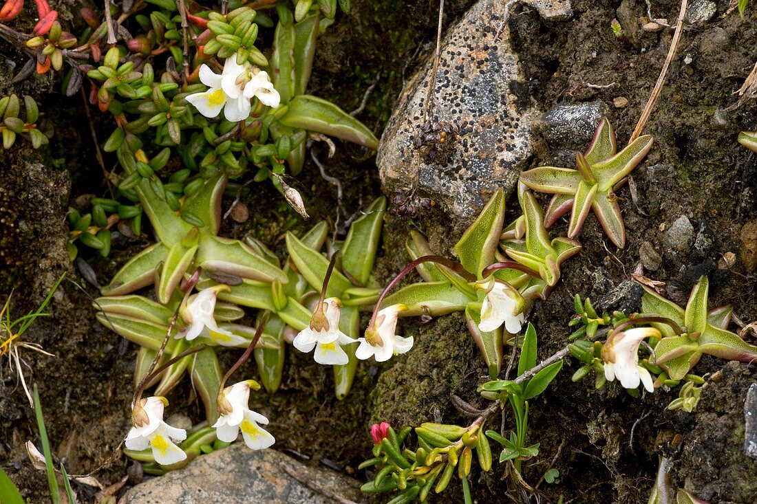 Alpine Butterwort (Pinguicula alpina)