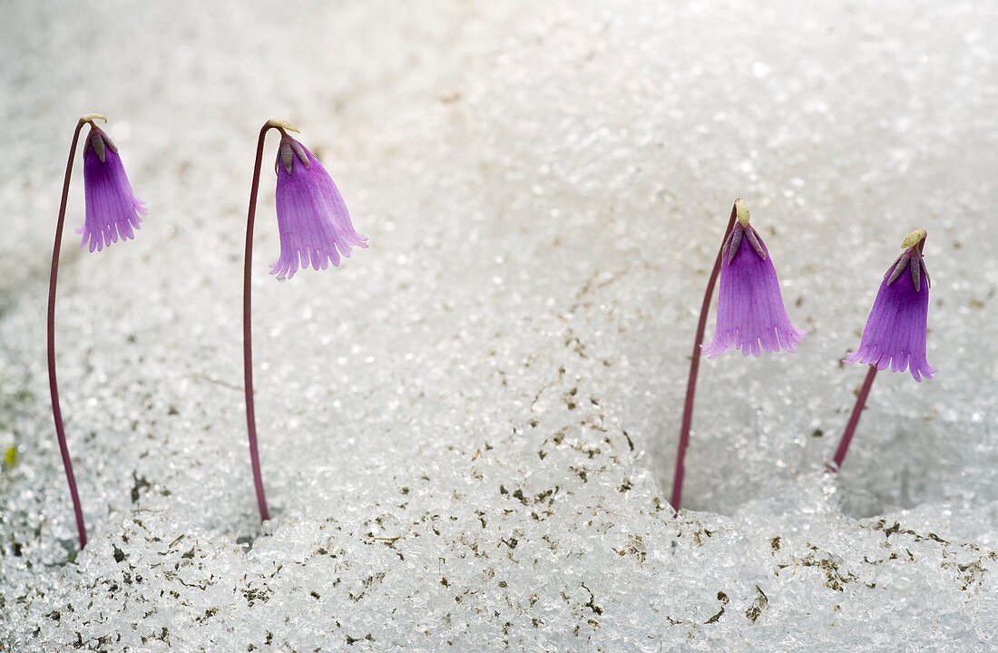 Dwarf Snowbells (Soldanella pusilla)