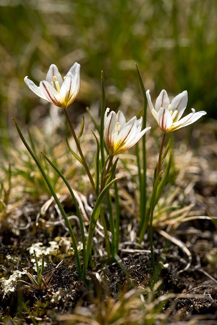 Snowdon Lily (Lloydia serotina)