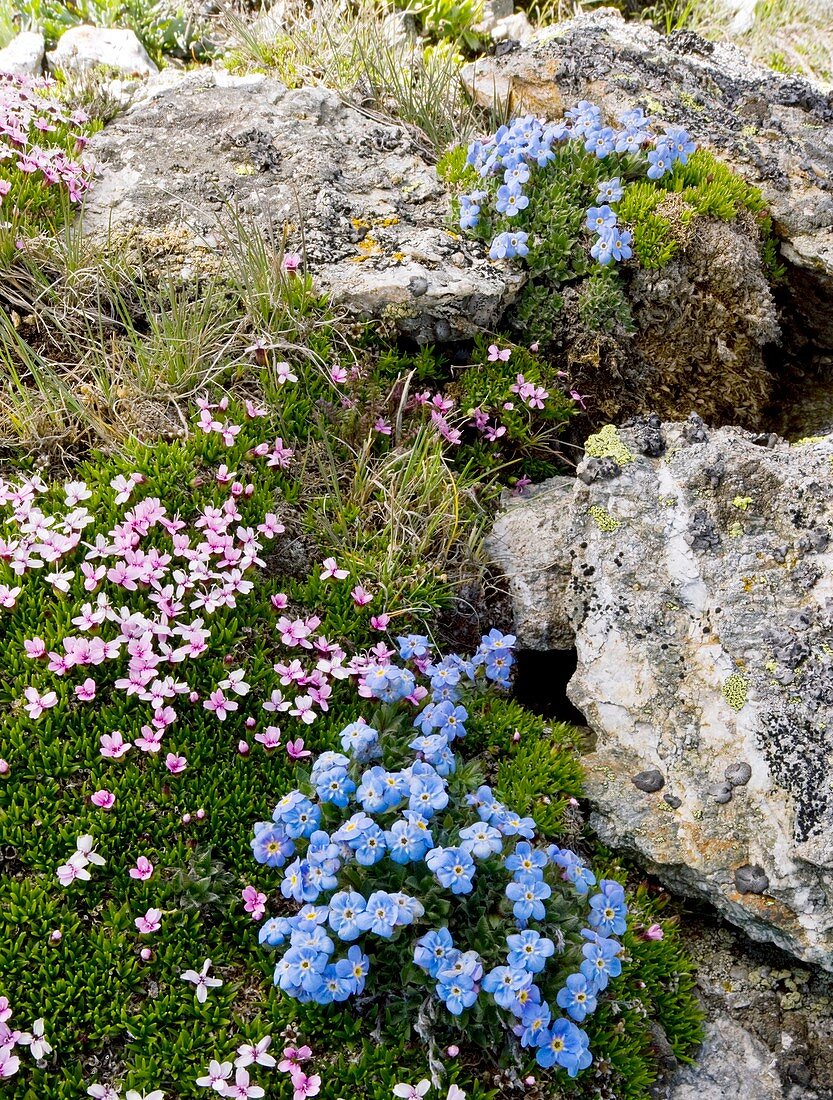 Eritrichium nanum and Silene acaulis