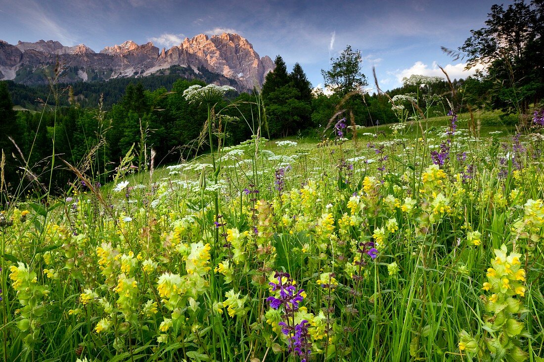 Montane hay meadow,Italy