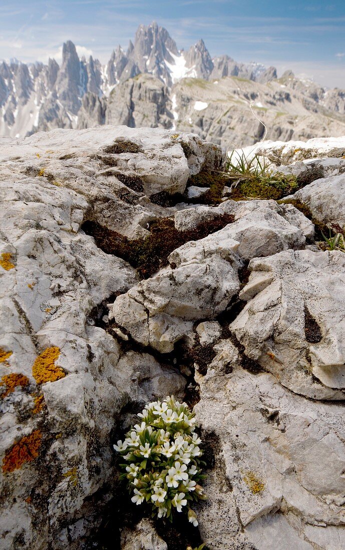 Rock Jasmine (Androsace hausmannii)