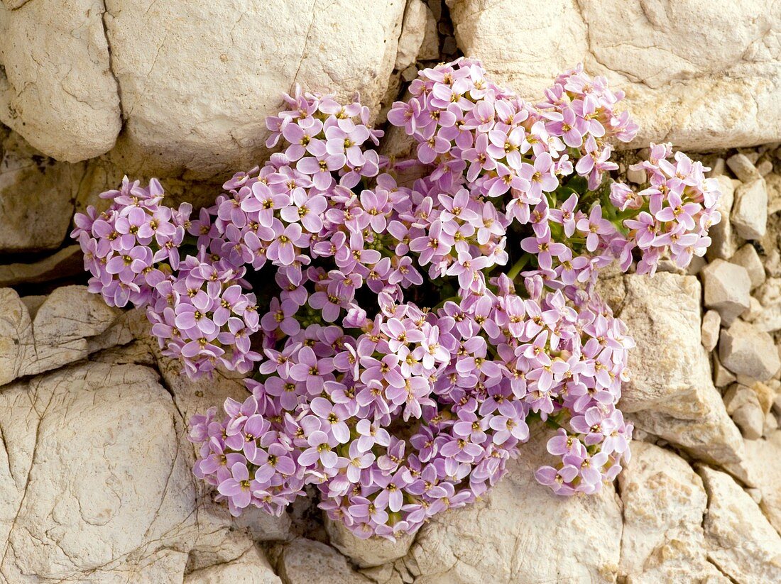 Thlaspi rotundifolium subsp cepaeifolium