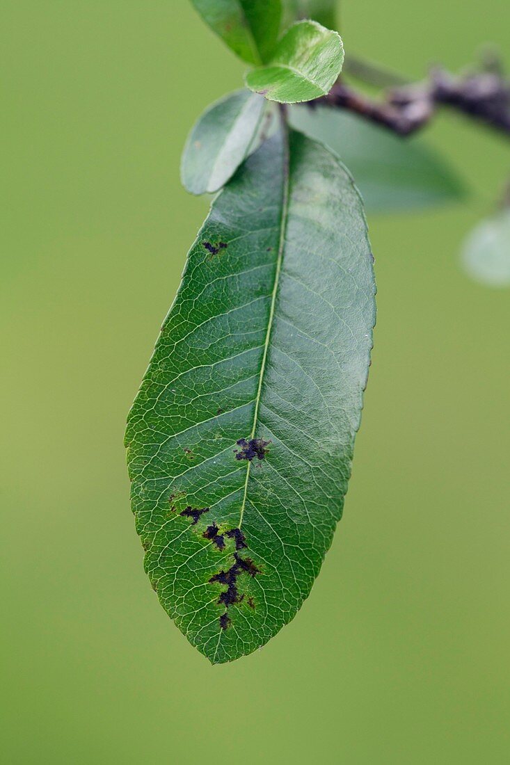 Pyracantha leaf with fungal (scab)