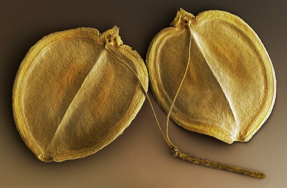 Hogweed seeds (Heracleum sphondylium) SEM